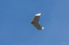 Solarflugzeug_Thor_2014-AK3A1810-04.jpg