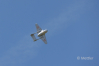 Dateiname=JETS_Duebi_Juni_2025_PI1_0582_59.jpg
Dateigröße=891KB
Abmessungen: 3238x2160
hinzugefügt am: 23. Juni 2025 JETS_Duebi_Juni_2025_PI1_0582_59.jpg