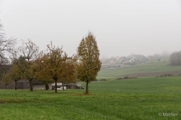 Dorfmaert_2014_Thalheim-AK3A9427-Bild_01.jpg